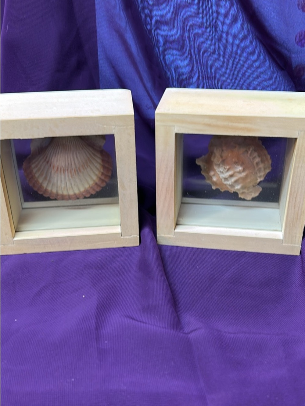 Wooden Shadow Box Frames with Seashell Displays - Natural Wood & Beige Shells